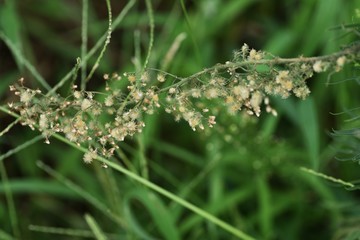 Horseweed (Erigeron canadensis) is a weed growing on the roadside or in the wasteland.