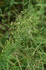 Horseweed (Erigeron canadensis) is a weed growing on the roadside or in the wasteland.