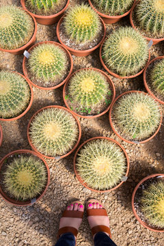 Person standing above several pots of cactus plants