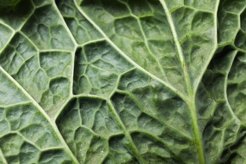 Cabbage texture on whole background, close up