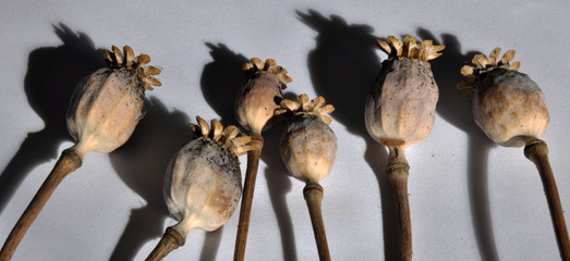 Poppy heads with shadows on light background