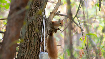 squirrel on tree