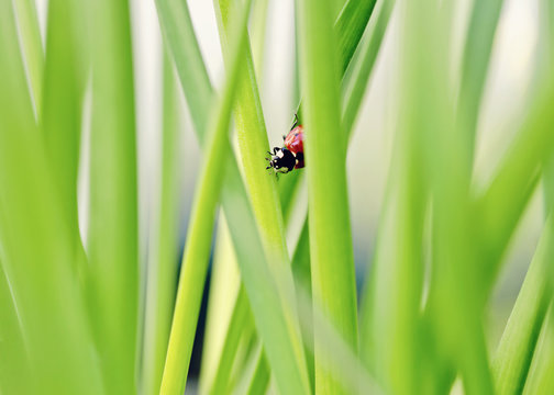Fresh green leaves tangle and a ladybug