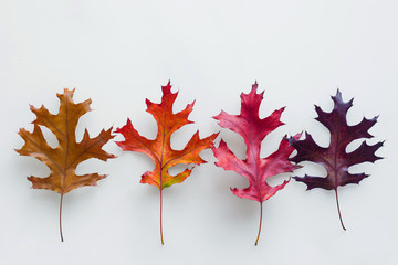 4 different coloured autumn leaves