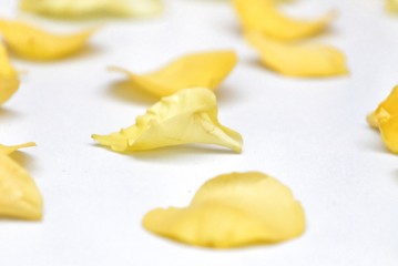 Blurred a pile of yellow rose corollas on white isolated background with softly style 