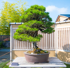 Japanese Black pine bonsai tree in Omiya bonsai village at Saitama, Japan