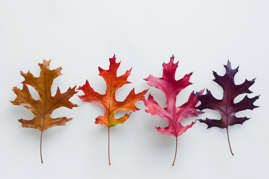 4 different coloured autumn leaves