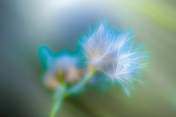 flowers © Bogdan