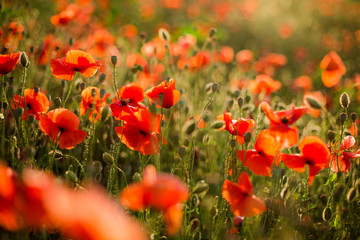 Obraz premium Poppy field close-up, blooming wild flowers in the setting sun. Red green background, blank, wallpaper with soft focus.