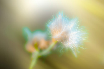 flowers © Bogdan