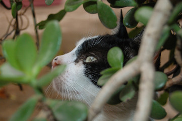 GATINHA ENTRE FOLHAS VERDES