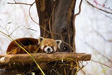 Red panda in a tree