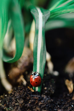 Close up of ladybeetle starting to climb a muscari leaf leaning towards the ground