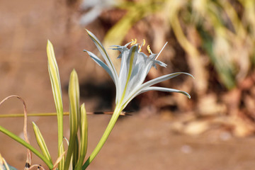 Sea daffodil, sea flower, close up