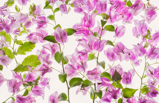 Bougainvillea