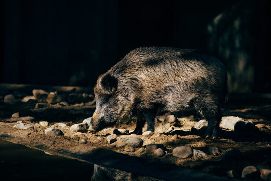 Wild pig drinking water in the river