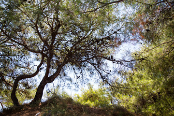 Archaeological site Aliki