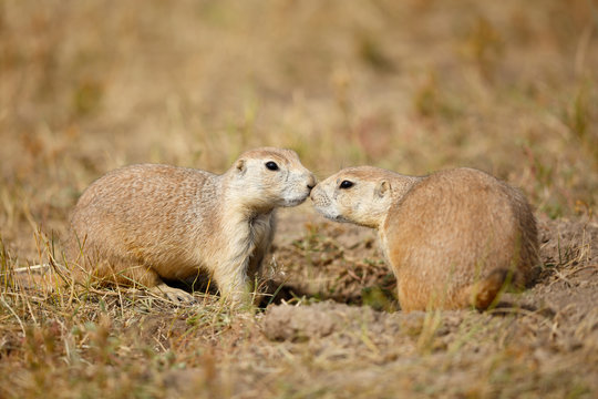 Two Prairie Dogs