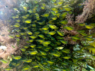 Dusky Sweepers (Pempheris adusta) in the Red Sea