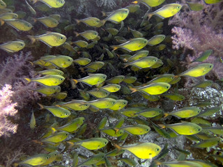 Dusky Sweepers (Pempheris adusta) in the Red Sea