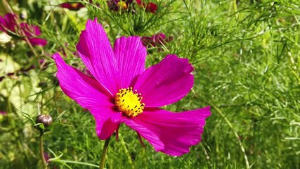 Cosmos bipinnatus, also known as garden cosmos or Mexican aster.