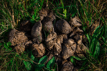 Horse poop on the grass in the summer field. Horse excrement.