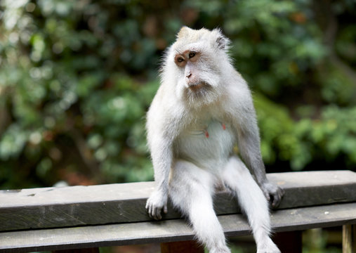 Cute monkeys, honestly sitting on the parapet