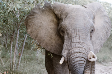 A close-up portrait of an elephant lifting his trunk