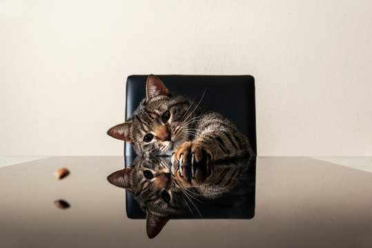 Cat hunting and eating food on the table.