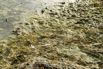 Green algae covering at lake side shore