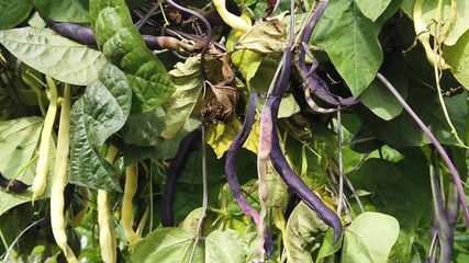 Phaseolus vulgaris, Blauhilde,  climbing French beans growing in a garden.