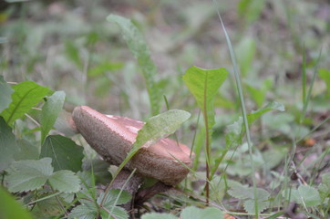 Forest mushrooms in the grass