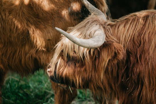 Scottish Highland Cattle