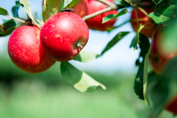 Delicious red apples hanging on a branch. Summertime in Österlen, Sweden.