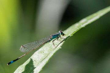 Agrion.