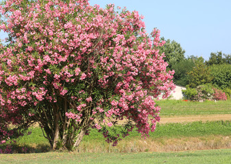 oleander with pink flowers bloomed in the temperate Mediterranea