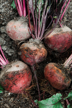Freshly harvested beetroot on a vegetable garden.