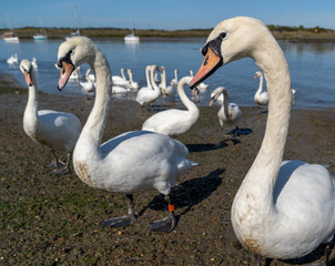 Large White Mute Swans of Hullbridge and Woodham Ferrers Battlebridge Basin on the River Crouch