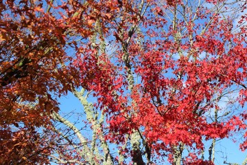 Autumn leaves and colours in Aotearoa / New Zealand