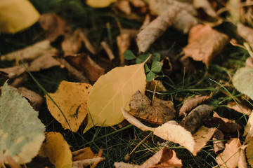 Autumn fallen yellow leaves lie on the ground. Beautiful autumn background.