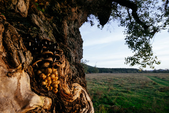 Mushrooms on old tree