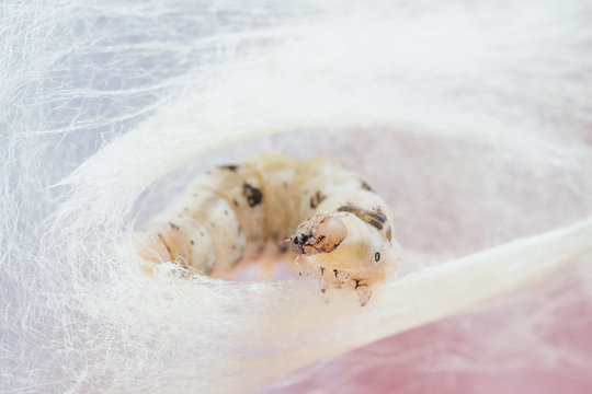 silkworm