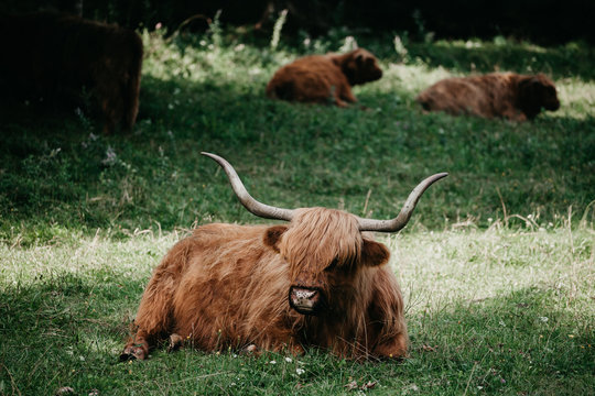 Scottish Highland Cattle