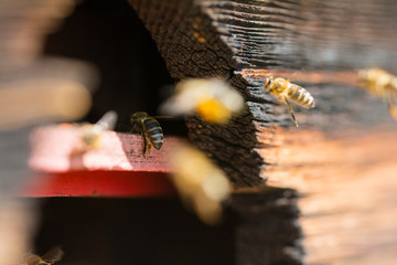 Bienen in Nahaufnahme - Bienenmakro