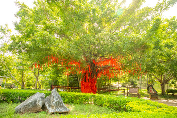 Tree with a lot of small red inscribed wish tapes next to chinese temple