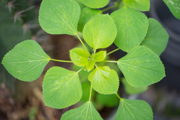 Closed up green leaves of plant