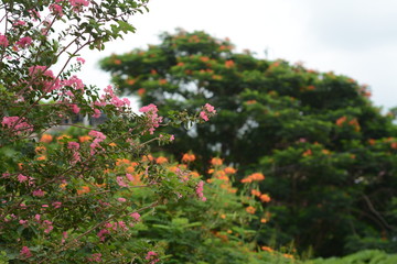 Fototapeta na wymiar Pink Flowers in the Garden with beautiful Green Background