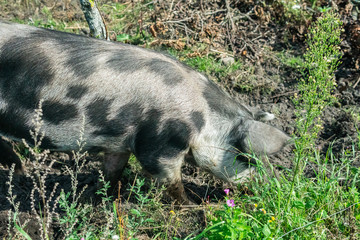 Happy grey, black and brown colored pig living free in Österlen Sweden