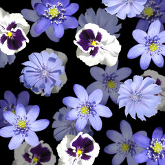 Beautiful floral background of liverwort, viola and chicory. Isolated