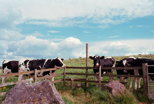 Friendly dairy cattle beside a footpath stile. Matlock, Derbyshire, UK.